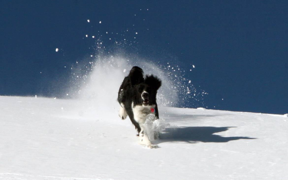 pet_boarding_victor_idaho.jpg