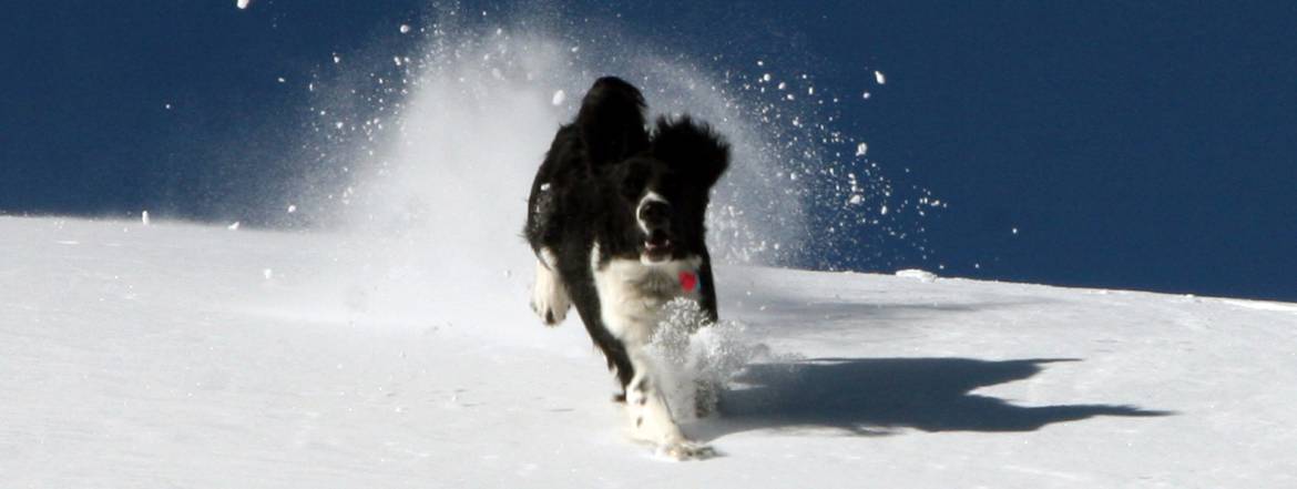 pet_boarding_victor_idaho_bnr.jpg