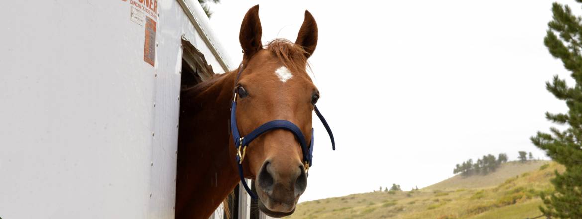 victor_veterinary_hospital_equine.jpg